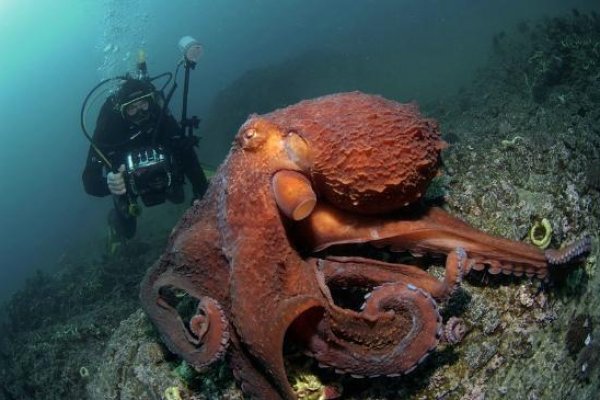 Украли аккаунт на кракене даркнет